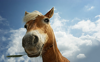 Animals, Horses HD wallpaper