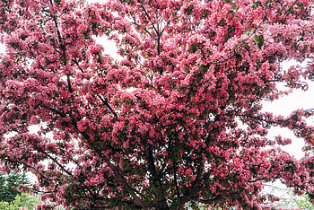 Spring, Flowers, Cherry, Wood, Tree, Bloom, Flowering HD wallpaper