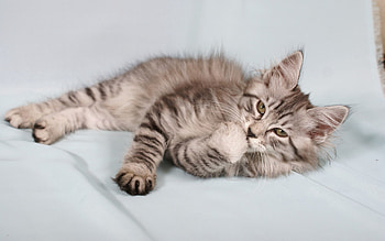 Animals, Fluffy, Kitty, Kitten, To Lie Down, Lie, Striped HD wallpaper