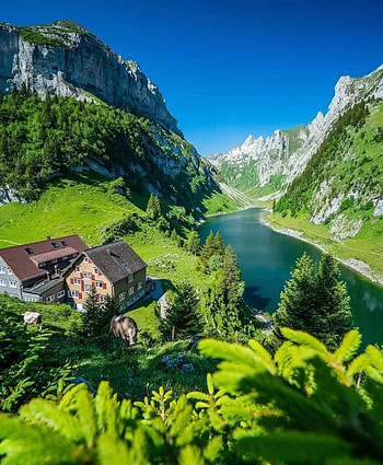 Lush green switch, sky, mountain HD phone wallpaper