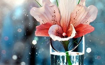 Plants, Flowers HD wallpaper