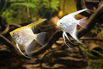 Angelfish, Golden Pearlscale, Platinum, Aquarium Fish HD wallpaper