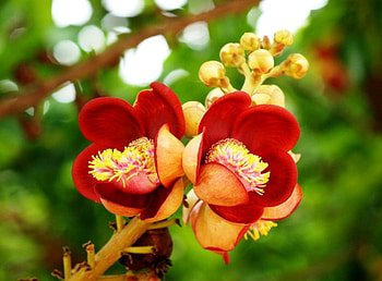 Cute wild flowers, leaves, stem, green, red HD wallpaper
