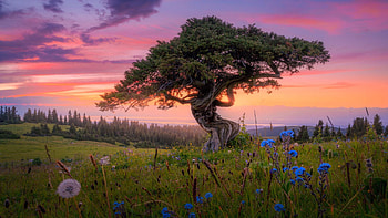 This tree looks like a human ~, colors, landscape, sky, flowers, sunset HD wallpaper