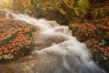 Waterfall, leaves, fall, branches, autumn, beautiful HD wallpaper