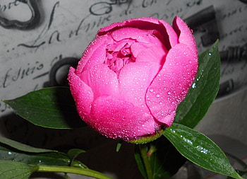 Flowers, Drops, Bud, Close-Up, Peony, Pion HD wallpaper
