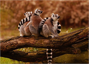 Cool Animals, cool, , animals HD wallpaper