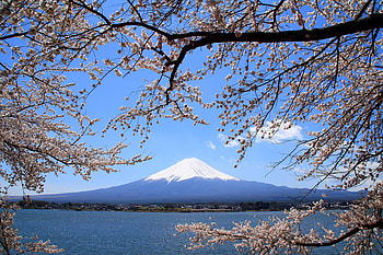 Mt. Fuji, lake, spring blossoms, japan, mountain HD wallpaper