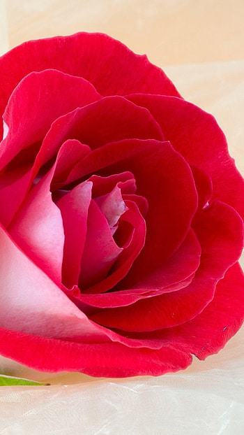 Rose Flower, Red Rose, Valentines Day HD phone wallpaper