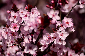 Flowers, Pink, Sakura, Petals HD wallpaper