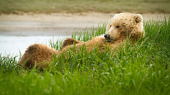 Animals, Bears HD wallpaper