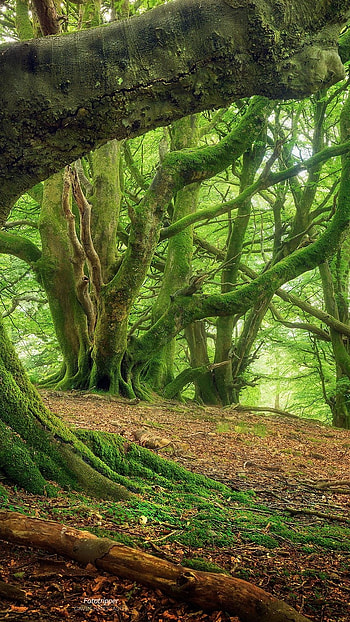 Forest, Natural Forest Trees HD phone wallpaper