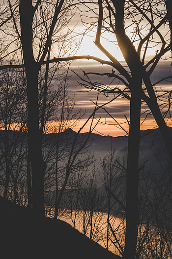 Nature, Trees, Sunset, Mountains, Fog, Branches HD phone wallpaper