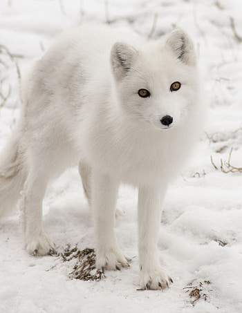 Arctic fox, Majestic creature, Pet fox, Albino beauty HD phone wallpaper