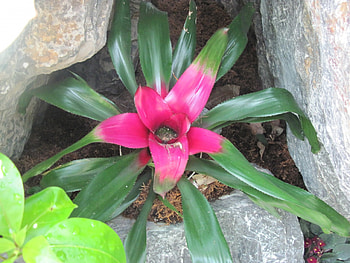 Flowering Plants Changed the World 22, graphy, green, Flowers, garden, Pink HD wallpaper