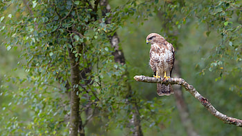Hawk, animal, wings, bird HD wallpaper