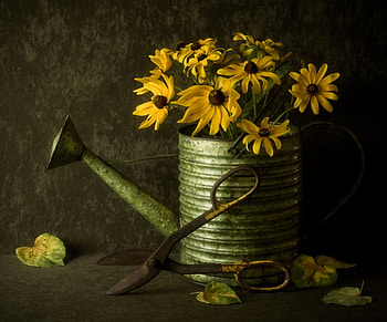 Shed Talk, shelf, floral, country, spring, daisies, still life, shears, shed, water can, flowers, cut HD wallpaper
