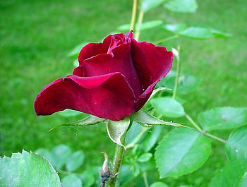 Red rose, flowers, roses HD wallpaper