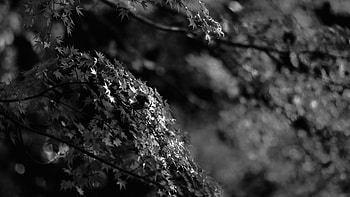 Japanese maple tree, Fall nature, Black and white , Fall HD wallpaper
