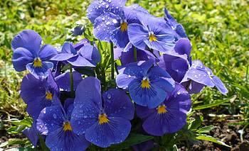 Flowers, Pansies, Drops, Close-Up, Greens, Flower Bed, Flowerbed, Freshness, Big Plan HD wallpaper