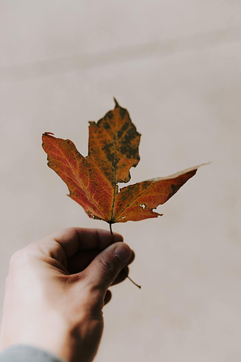 Autumn, Hand, Miscellanea, Miscellaneous, Sheet, Leaf, Maple HD phone wallpaper