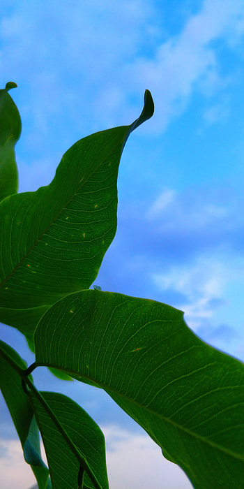 Leaves, Plant, Macro HD phone wallpaper