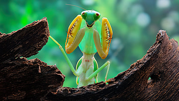 Praying Mantis Is Standing On Wood In Blur Background Bugs HD wallpaper