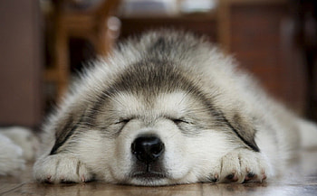 Dog, pay, dogs, cute, puppies, beauty, dog face, animals, adorable, sweet, beautiful, playful, playful dog, puppy, pretty, face, lovely, bubbles HD wallpaper