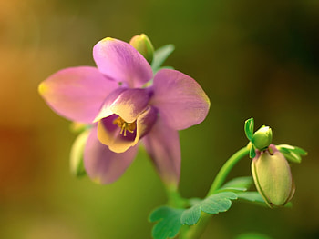 Plants, Flowers HD wallpaper