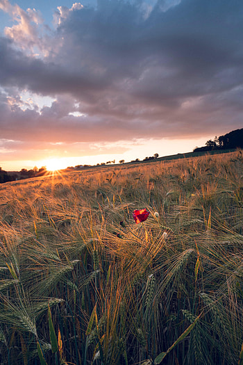 Nature, Horizon, Rays, Beams, Ears, Spikes, Poppy, Scope, Spaciousness HD phone wallpaper