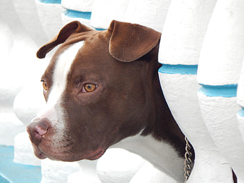 Animals, Dog, Muzzle, Peek Out, Look Out HD wallpaper