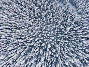 Winter, Nature, Trees, Snow, View From Above, Forest HD wallpaper