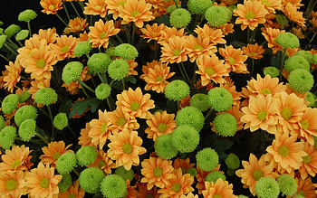 Chrysanthemums, green, nature, flowers, orange HD wallpaper