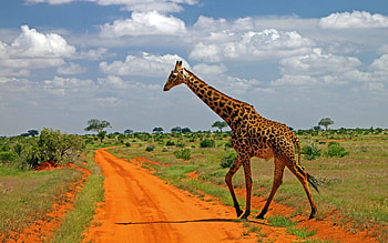 Giraffe family, African wilderness, Wildlife diversity, Nature's wonders HD wallpaper