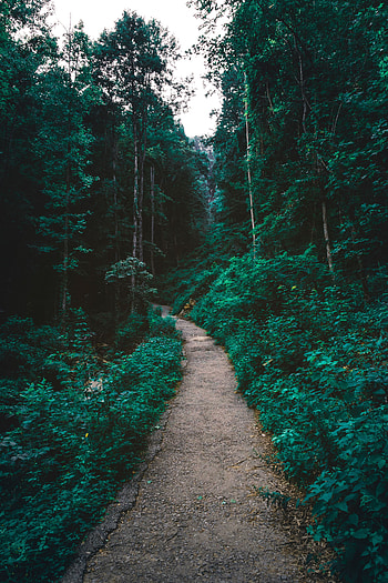 Nature, Trees, Forest, Path HD phone wallpaper