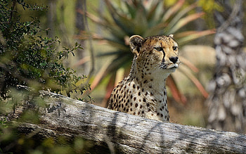 Animals, Leopard, Big Cat, Log HD wallpaper