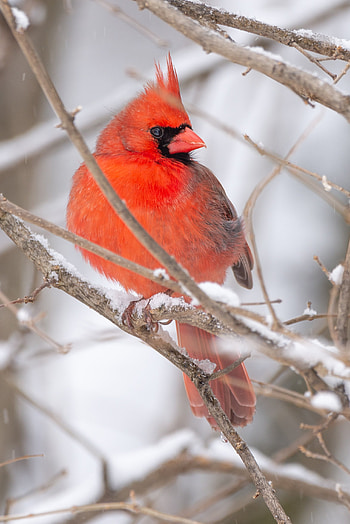 Animals, Bird, Branch, Red Cardinal HD phone wallpaper