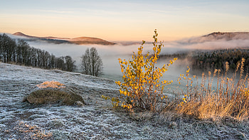 Foggy Valley, winter, fog, forest, valley HD wallpaper