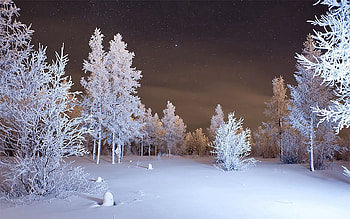 Winter, Nature, Snow, Forest HD wallpaper
