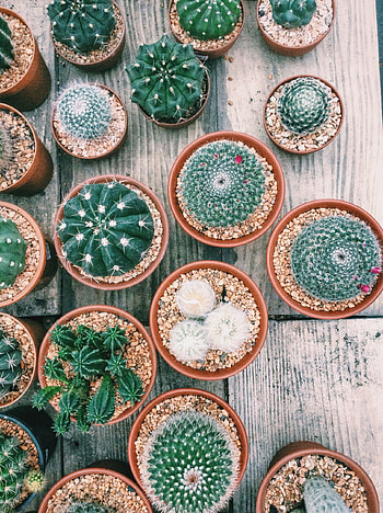 Plant lover's paradise, Flowering wonders, Plant decor inspiration, Natural beauty HD phone wallpaper