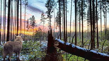 Animals, Forest, Wolf, Loneliness HD wallpaper