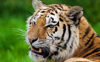Animals, Grin, Muzzle, Predator, Tiger HD wallpaper