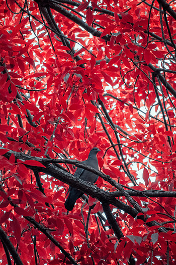 Animals, Bird, Wood, Tree, Branch, Dove HD phone wallpaper