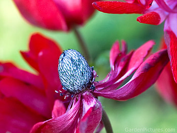 Get blooming, blue, flower, green, red, spring HD wallpaper