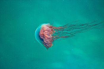 Pink Jellyfish , jellyfish, underwater, animals HD wallpaper
