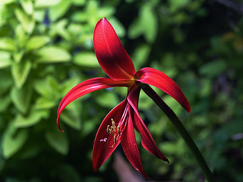Plants, Flowers HD wallpaper