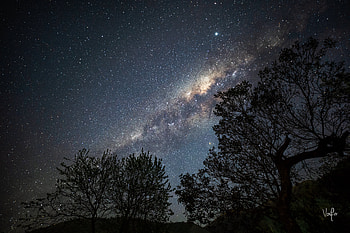 Trees, Stars, Dark, Silhouette, Branches, Nebula HD wallpaper