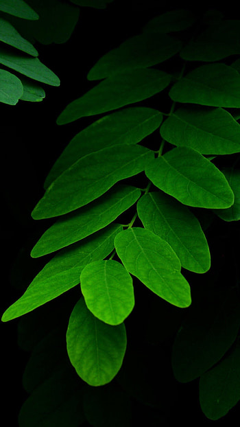 Green Leaf, Leaf mobile HD phone wallpaper
