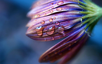 Drops, Flower, Macro, Spray, Dew HD wallpaper