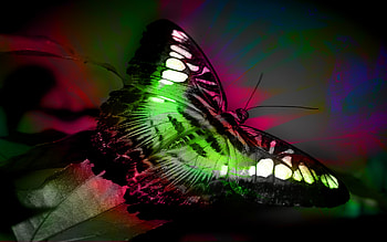 Butterflie, other, beautiful, animals HD wallpaper